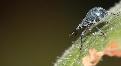 Oxystoma sp.