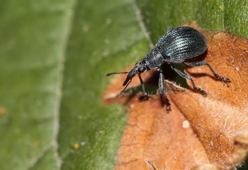 Oxystoma sp.
