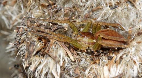 Dolomedes sp.