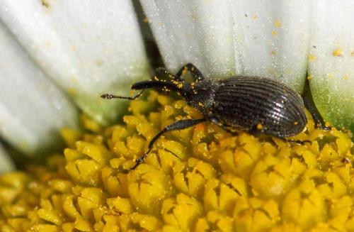 Réf. 51 752 : Anthonomus rubi