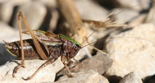 Metrioptera brachyptera