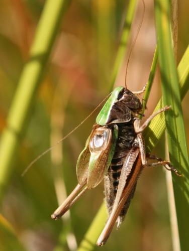 Metrioptera brachyptera