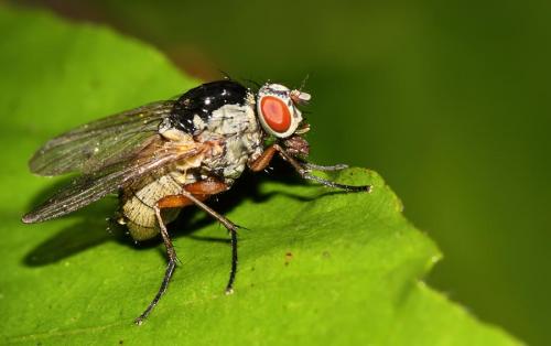Helina sp.