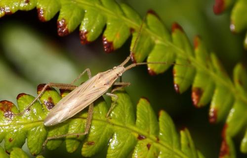 Stenodema laevigata