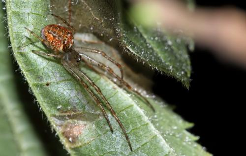 Metellina sp.