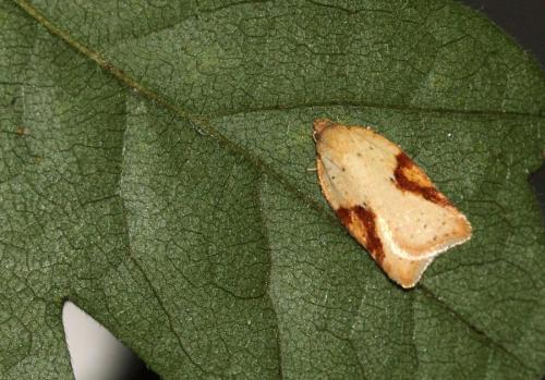 Acleris ferrugana