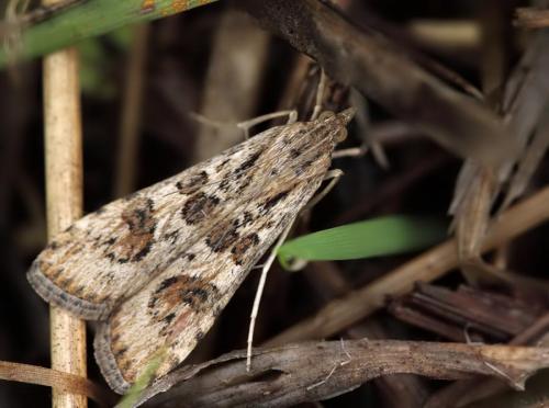 Nomophila noctuella
