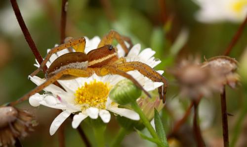 Dolomedes sp.