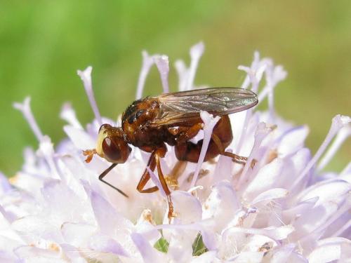 Réf. 51 327 : Sicus ferrugineus