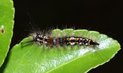 Orgyia recens