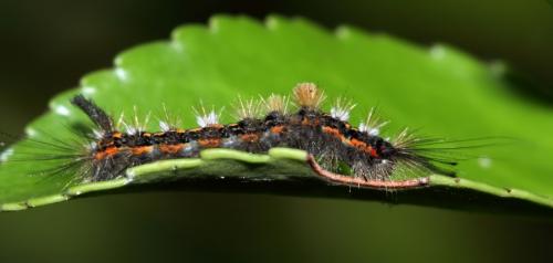 Réf. 51 147 : Orgyia recens