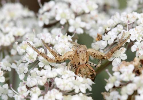 Xysticus sp.