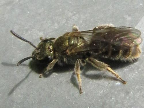 Lasioglossum sp.