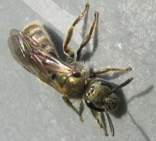 Lasioglossum sp.