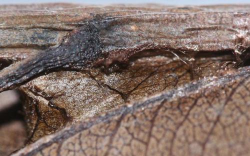 Cilix sp.
