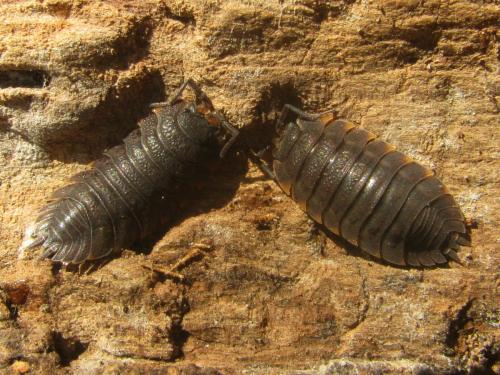 Réf. 51 337 : Trachelipus ratzeburgii