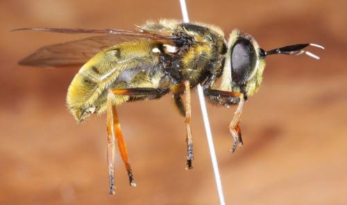 Callicera aurata