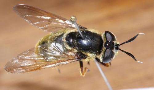Callicera aurata
