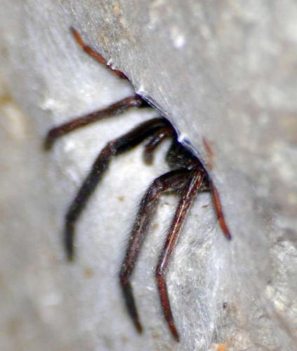 Réf. 51 078 : Segestria sp.