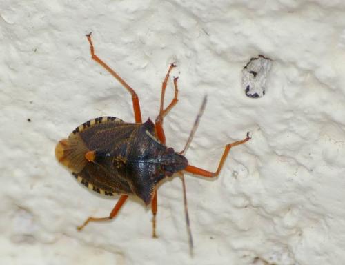 Pentatoma rufipes