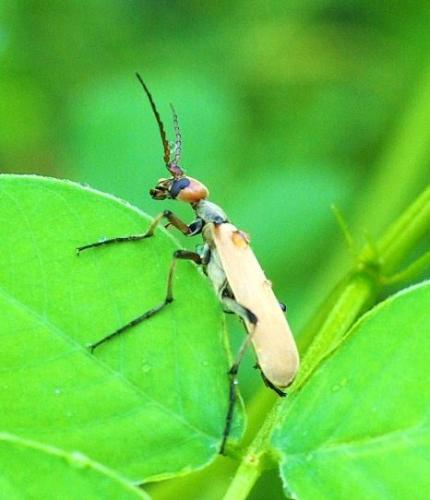 Psalydolytta vestita