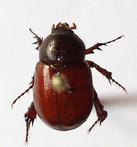 Podalgus cuniculus