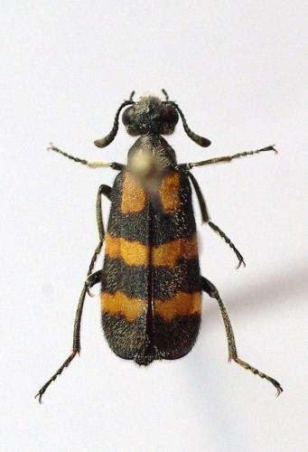 Réf. 51 124 : Hycleus affinis