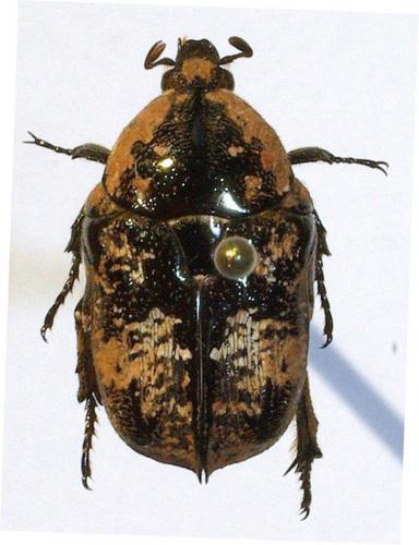 Xeloma pilicollis burmeisteri