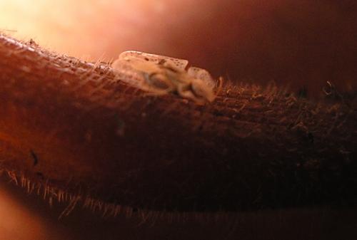 Corythucha ciliata