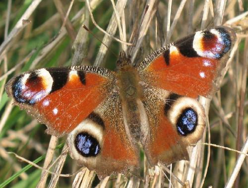 Réf. 51 296 : Aglais io