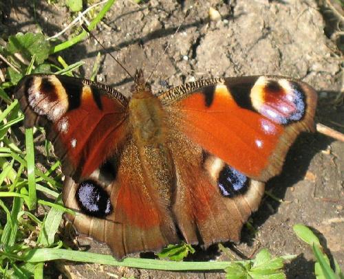 Aglais io