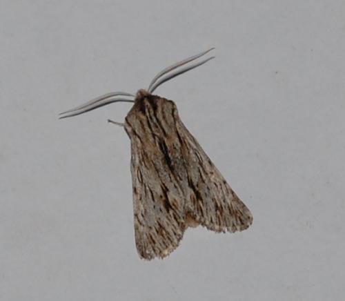 Réf. 51 960 : Asteroscopus sphinx