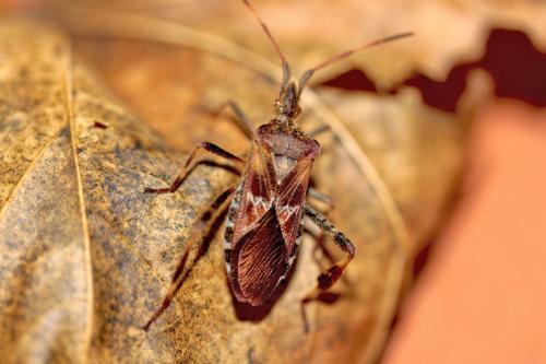 Leptoglossus occidentalis