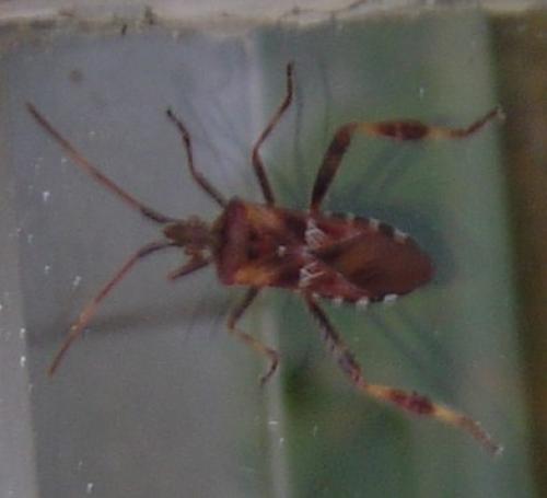 Leptoglossus occidentalis