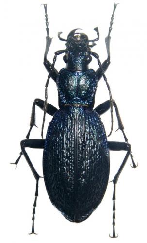 Réf. 51 419 : Carabus intricatus