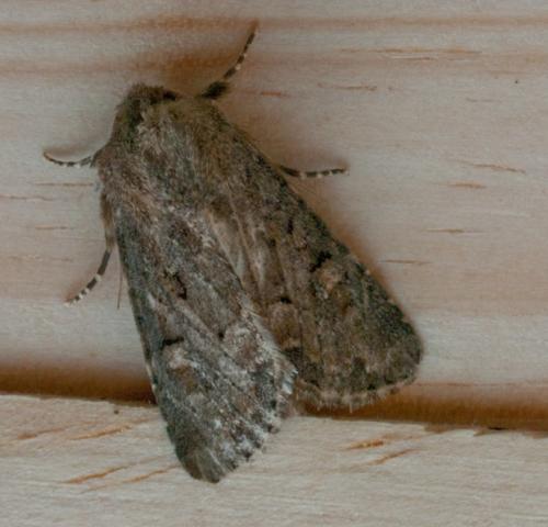 Réf. 51 517 : Luperina testacea