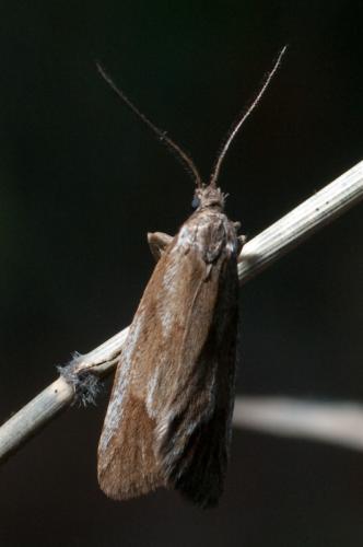 Diurnea lipsiella