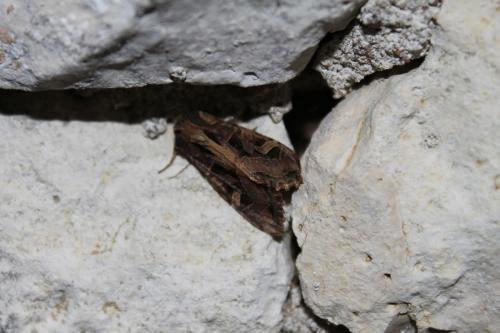 Réf. 51 235 : Trigonophora jodea