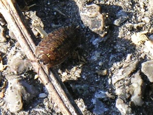 Porcellio sp.