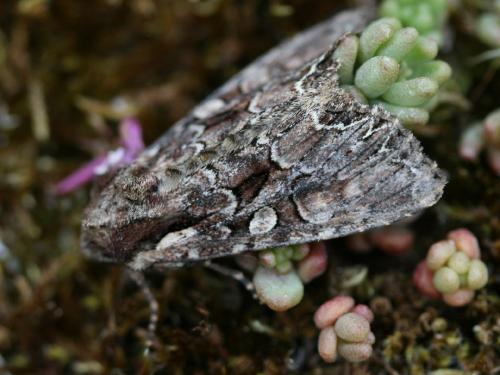 Réf. 51 987 : Lacanobia thalassina