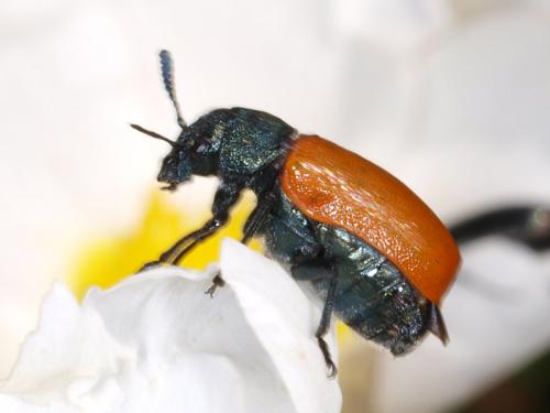 Lachnaia sp.