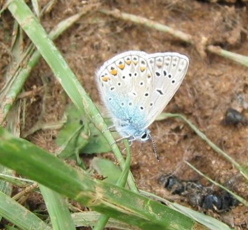 Polyommatus icarus