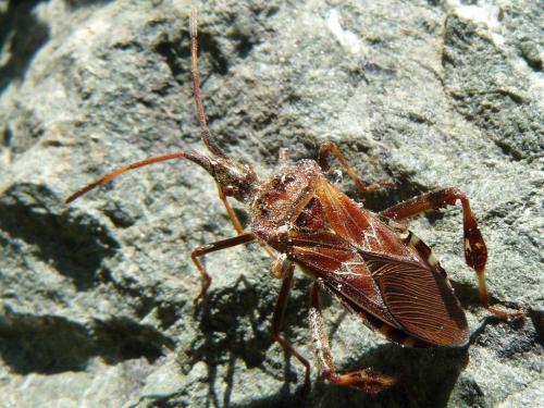 Réf. 51 397 : Leptoglossus occidentalis