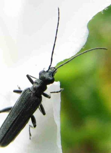 Oedemera sp.