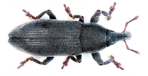 Lixus angustus
