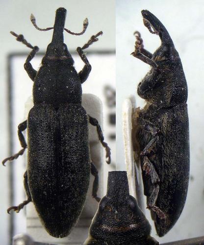 Réf. 51 809 : Lixus cardui