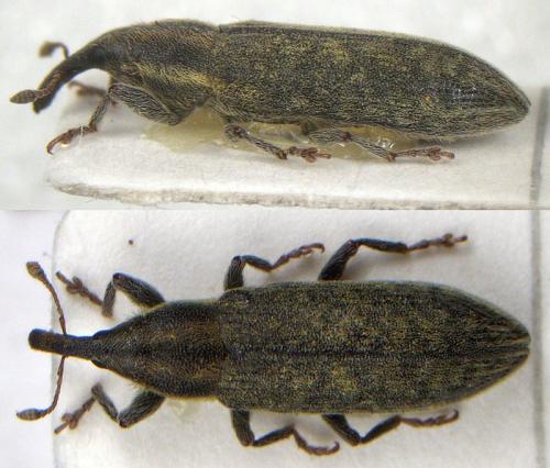 Réf. 51 767 : Lixus filiformis
