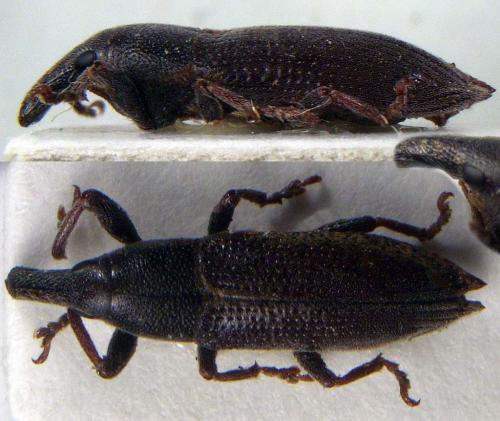 Lixus acicularis