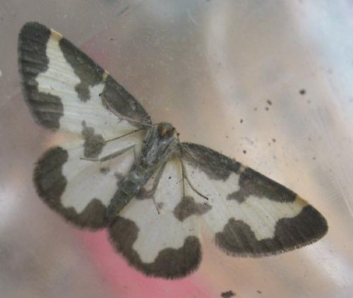 Réf. 51 532 : Lomaspilis marginata