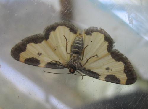 Réf. 51 669 : Lomaspilis marginata
